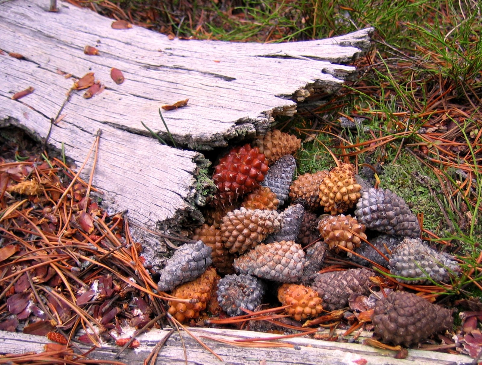 [SquirrelCache2Cornucopia.JPG]