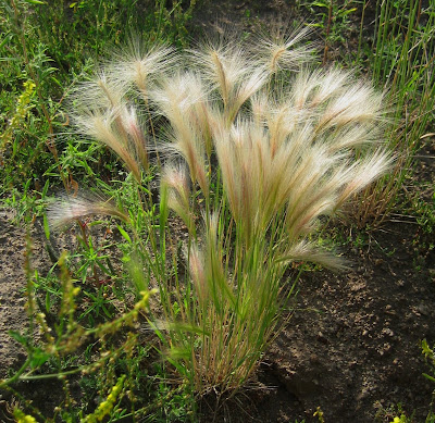 Foxtail+Grass.JPG