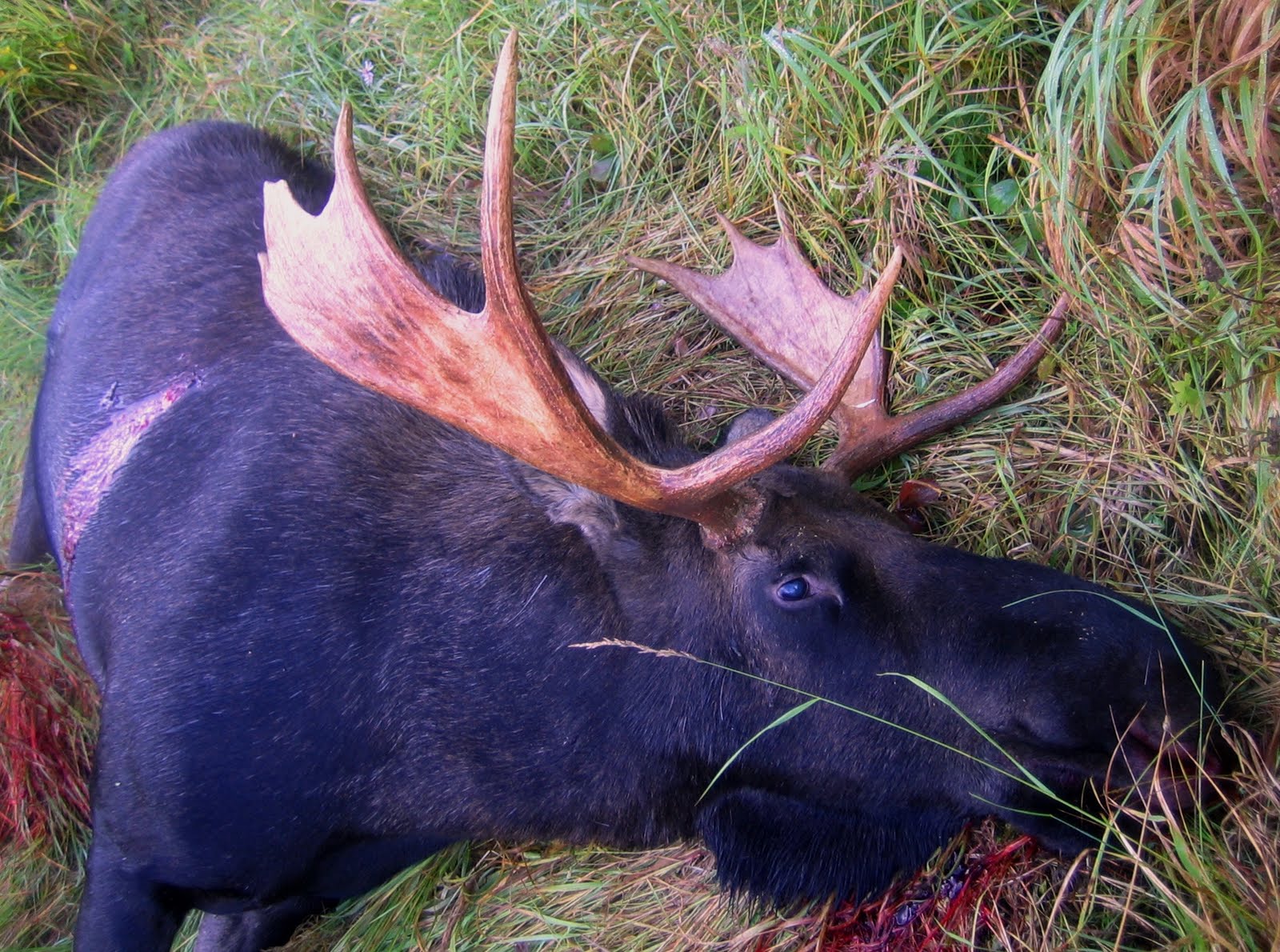 Moose Quarter