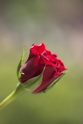 [flor+3.jpg]