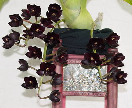 fredclarkeara after dark