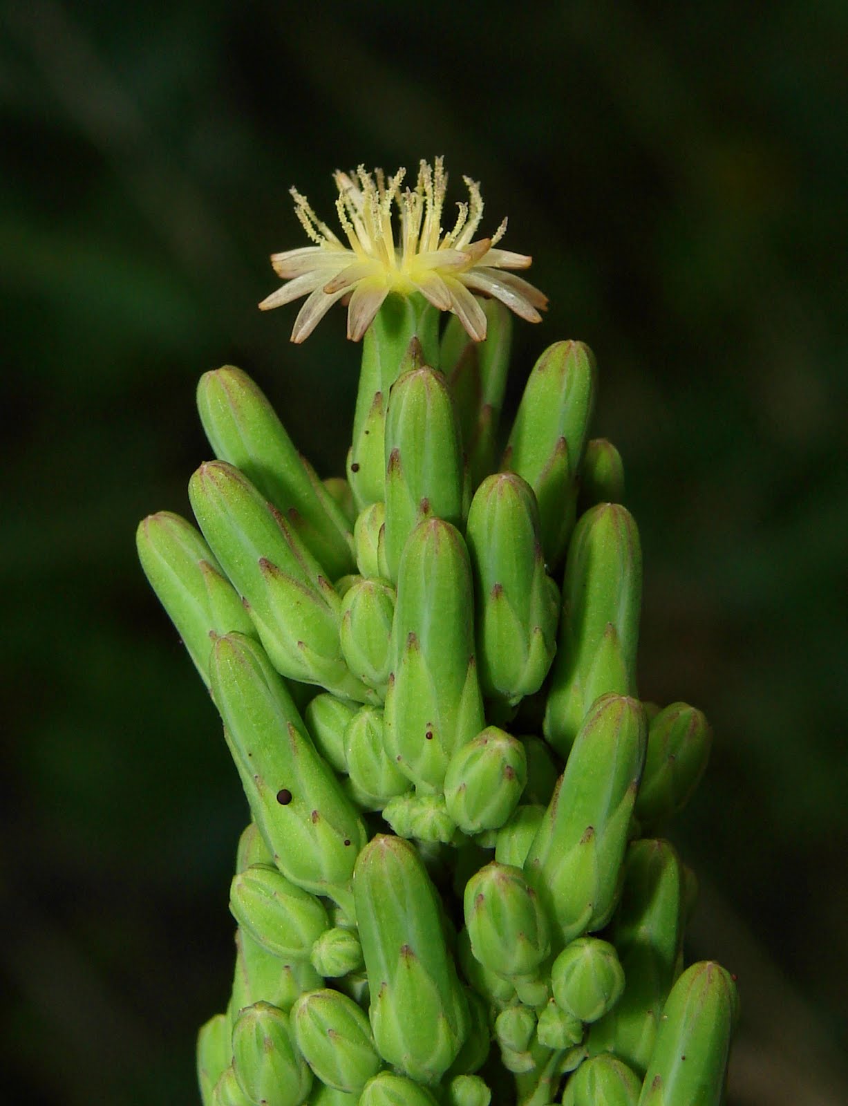 The Holding Tank Canada Lettuce
