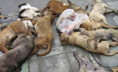 kill+dogs+china+2.jpg