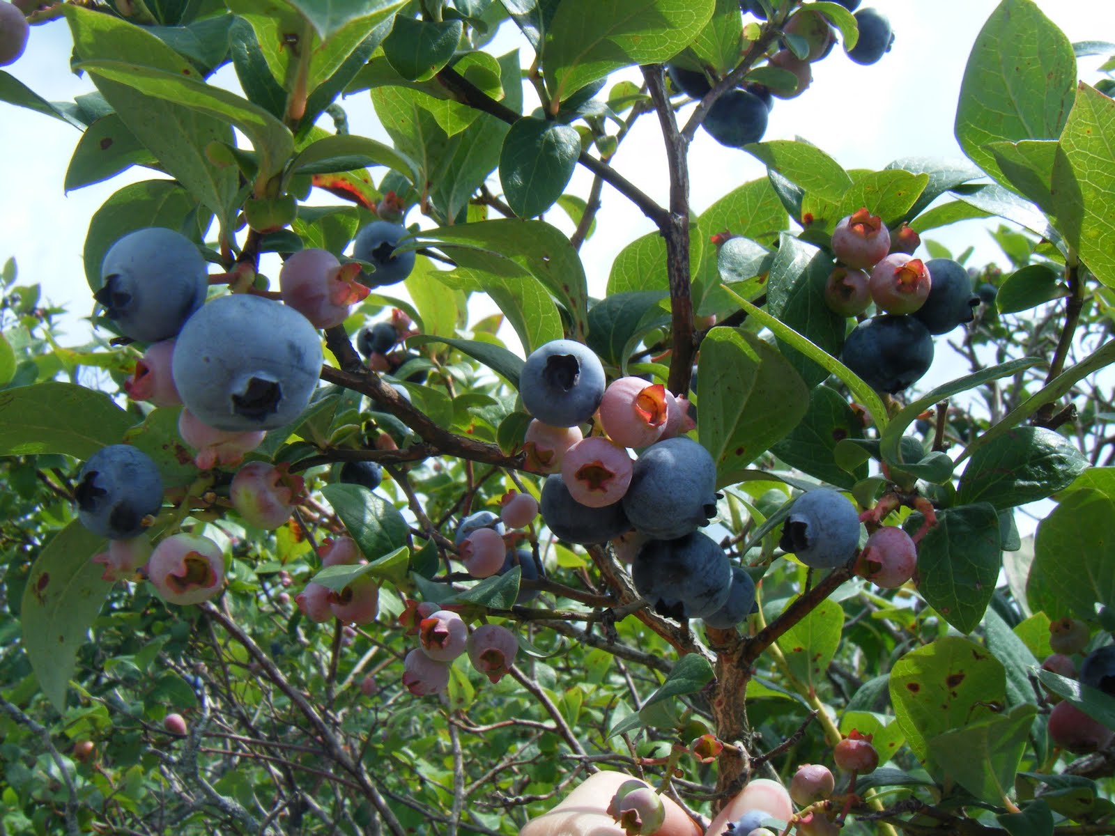 Half a Yard Blueberry Picking