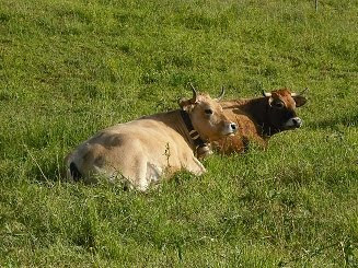 Voici des vaches heureuses