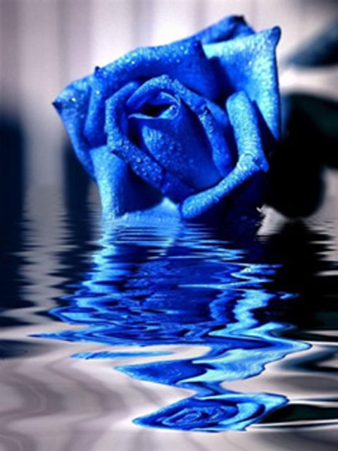 Black And Blue Background Images. lack and lue roses