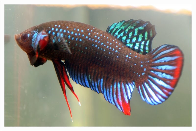 IKAN PELAGA THE FIGHTING FISH INTRODUCTION OF FIGHTING FISH
