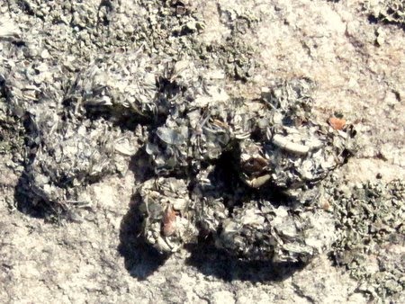 Identifying Scats
