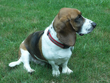 Higgins, my basset hound