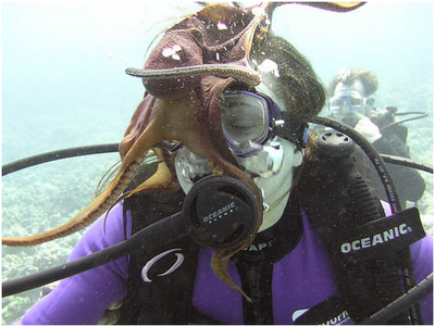 stuck face octopus draining attack blood