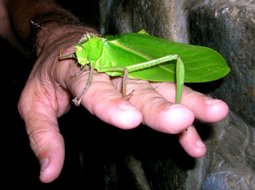 [BigKatydid.JPG]