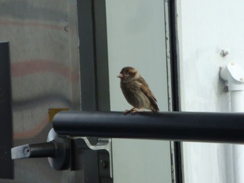 This Little Bird Wanted to go To California So He Waited  By the American Airlines Gate in Miami