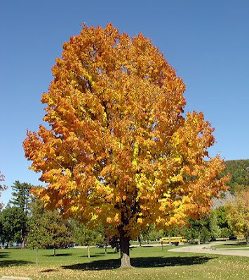 Tree at Devil's Lake State Park