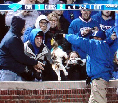 Wrigley Cat Held By Tail