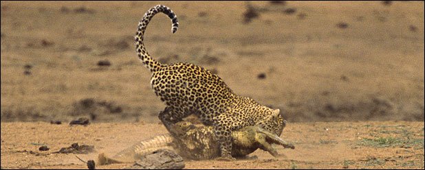 [harimau+4.bmp]