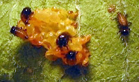 LARVAS ESCARABAJO DE LA PATATA SALIENDO DEL HUEVO