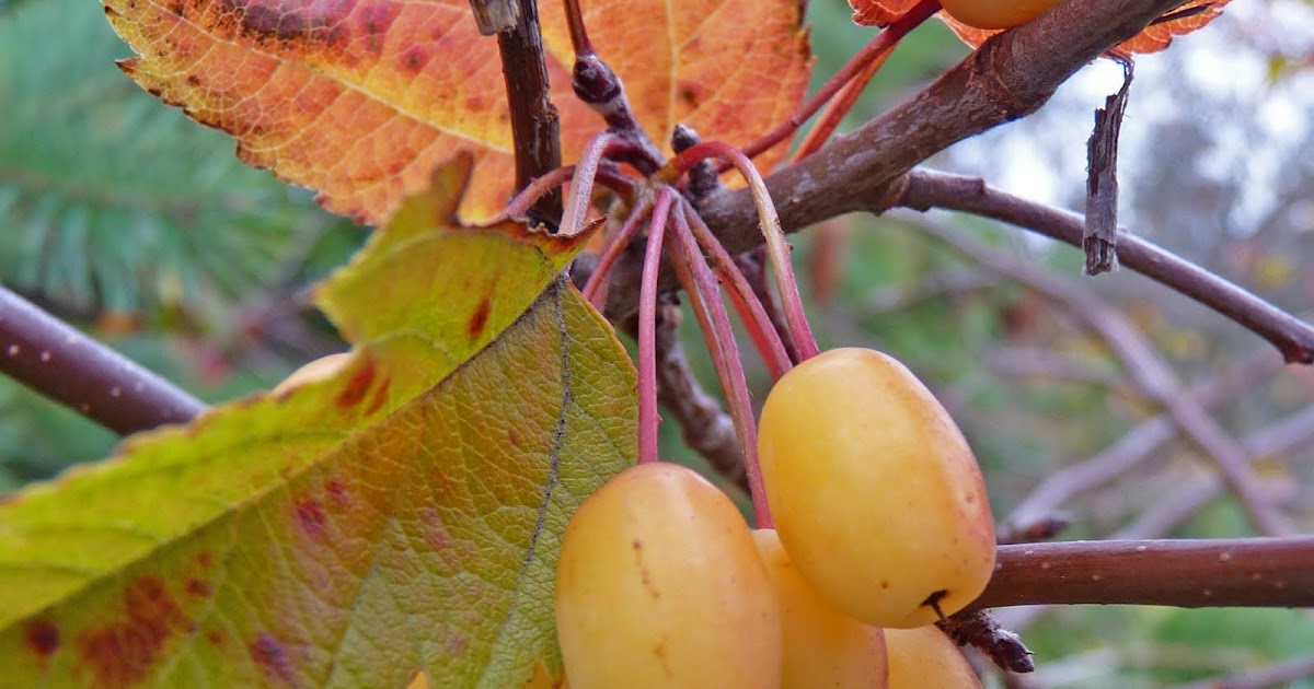 Island Wild Miniature wild apples brighten nature trails