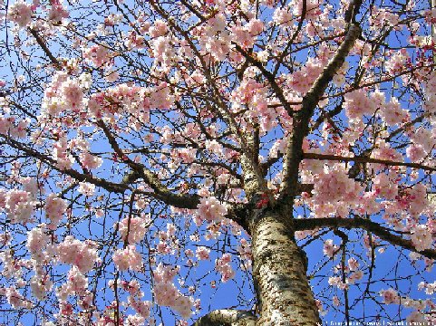 [primavera.bmp]