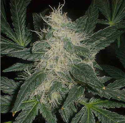 cannabis wallpaper. wallpaper cannabis wallpaper. cannabis wallpaper. wallpaper