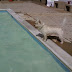Doggie Dish: Doggie Swim Day