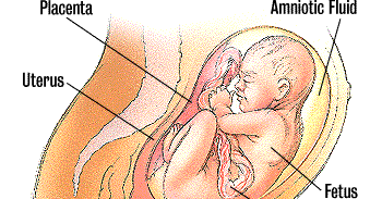 Changes In The Seventh Month Of Pregnancy
