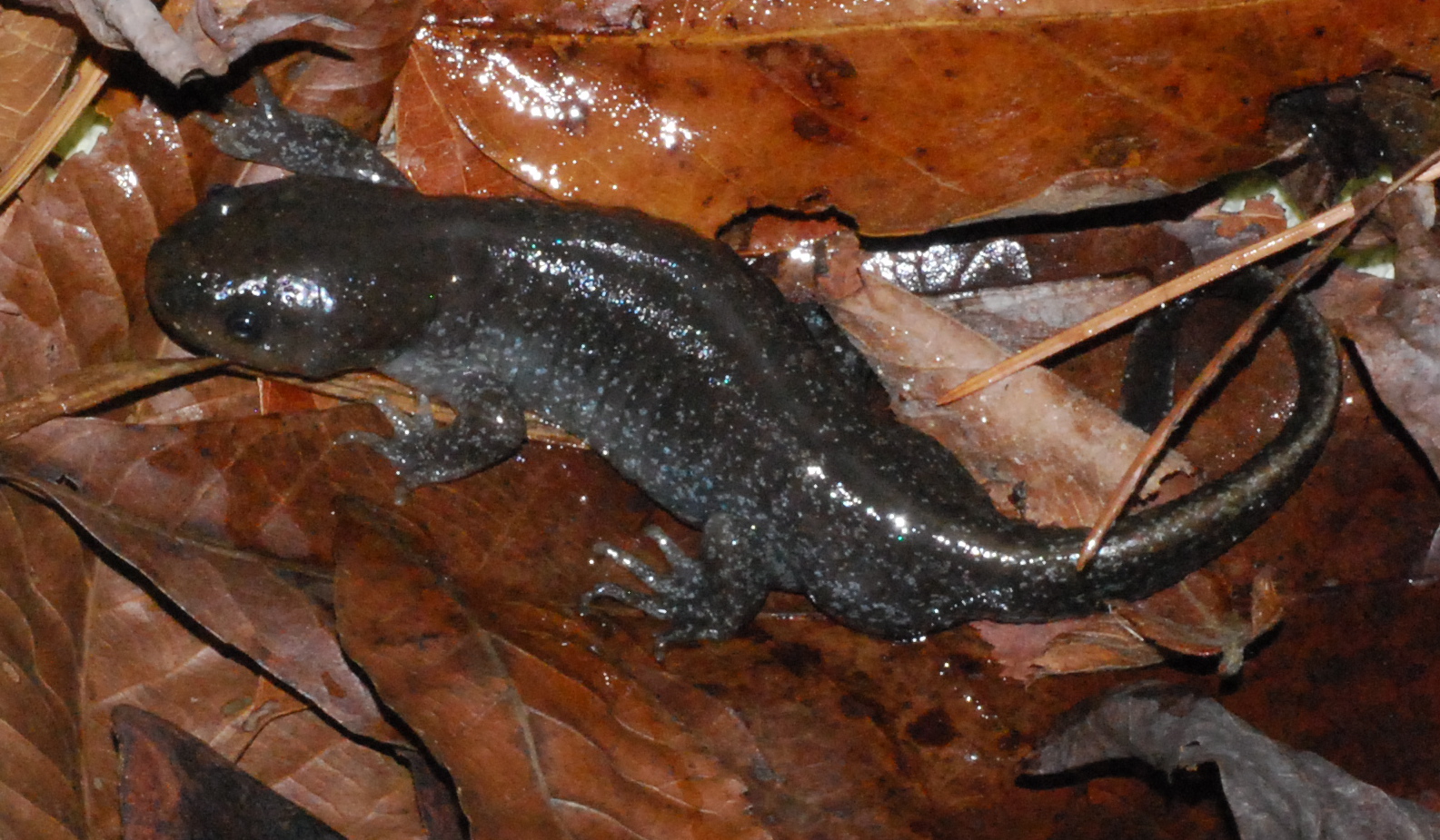 North Naturalist Mole Salamander New County Record