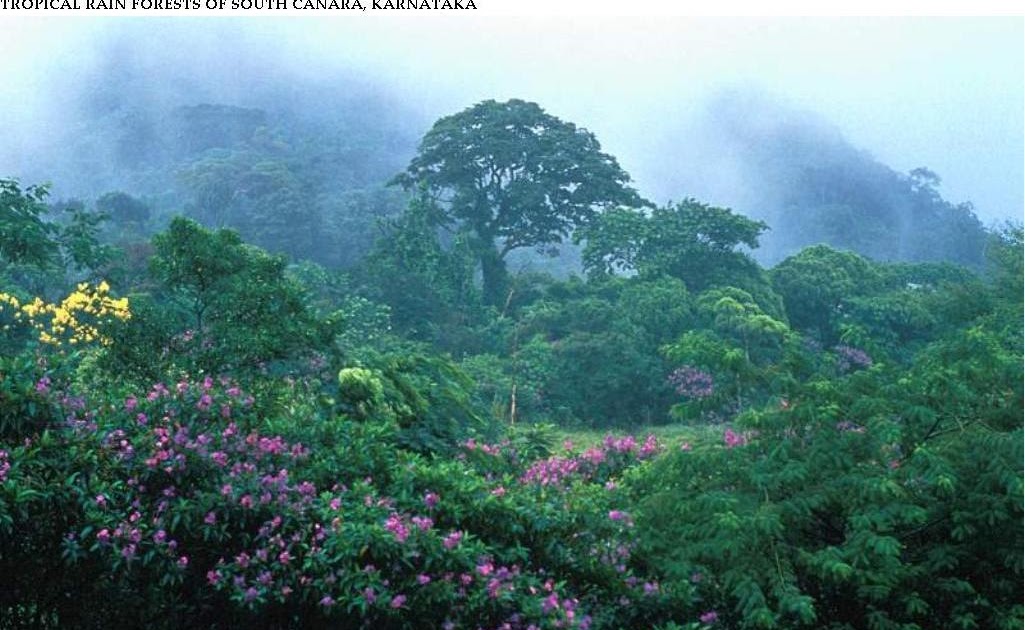 BIODIVERSITY Indian Rainforests