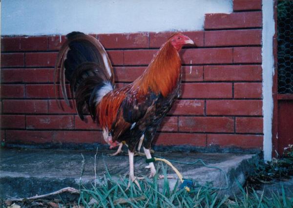 gallo oriental español