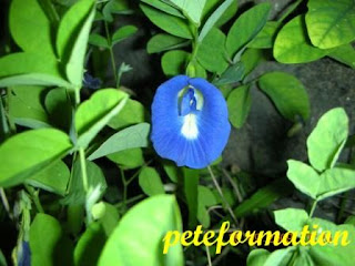 Bunga Clitoria
