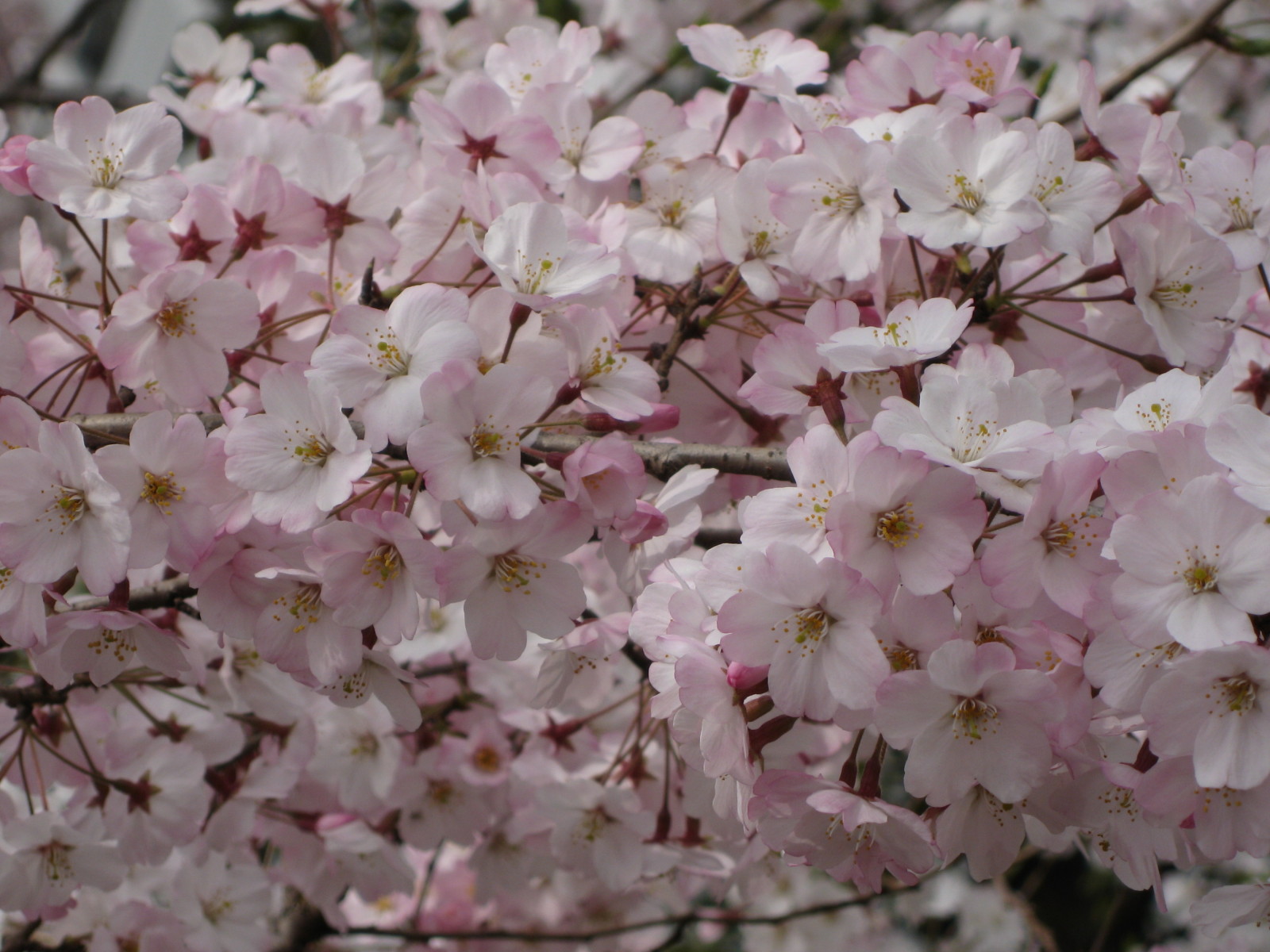 Prunus sargentii