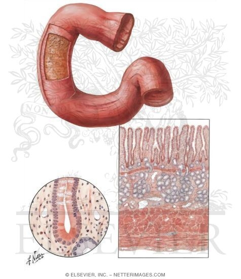 De Digestive System: October 2010