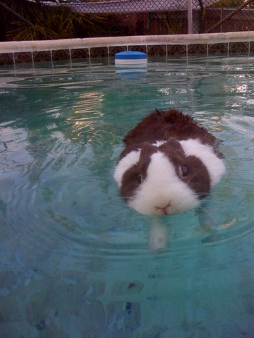 tavsanlar ve tavsan bakimi ile ilgili notlar bilgiler guncel haberler