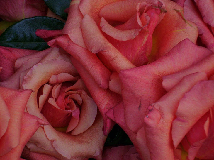 GERMANY:  Pink Roses—a universal spiritual symbol of love. / @JDumas