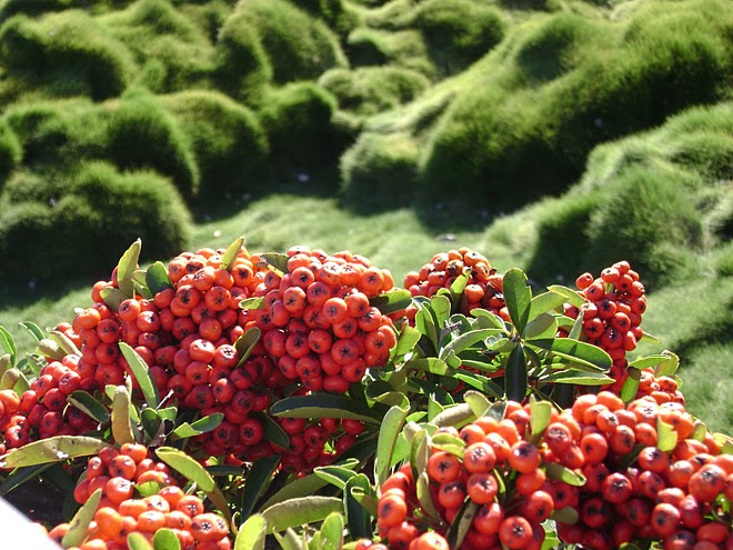 ISRAEL (Haifa) - The Bahá'í Gardens whose faith emphasizes man's spiritual unity. / @JDumas