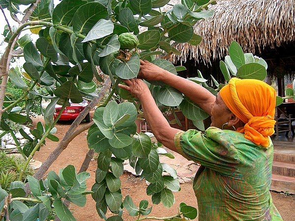 CURACAO (Netherlands Antilles) - "Den Paradera" / an herb preserve.