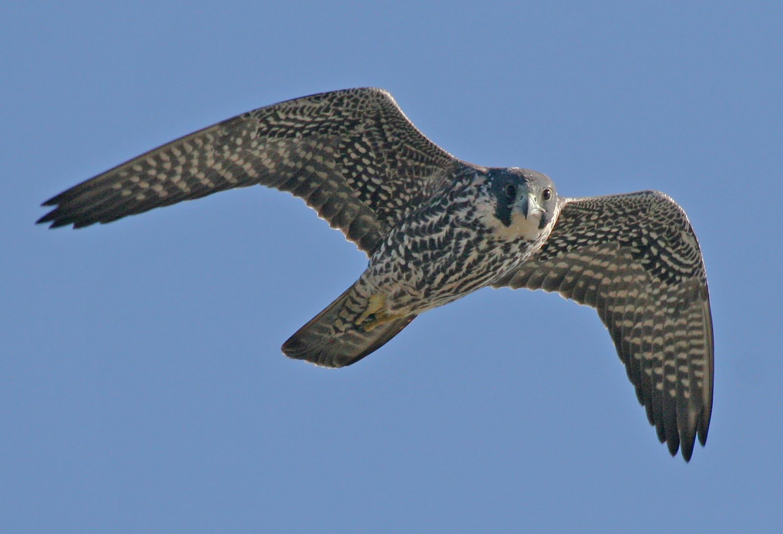 Merlin Falcon Flying