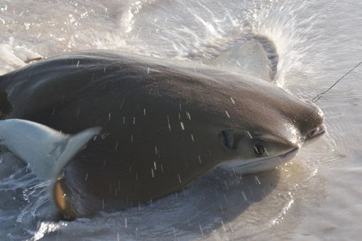 difference between a manta ray and sting ray