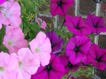 [pinks+sm.jpg]