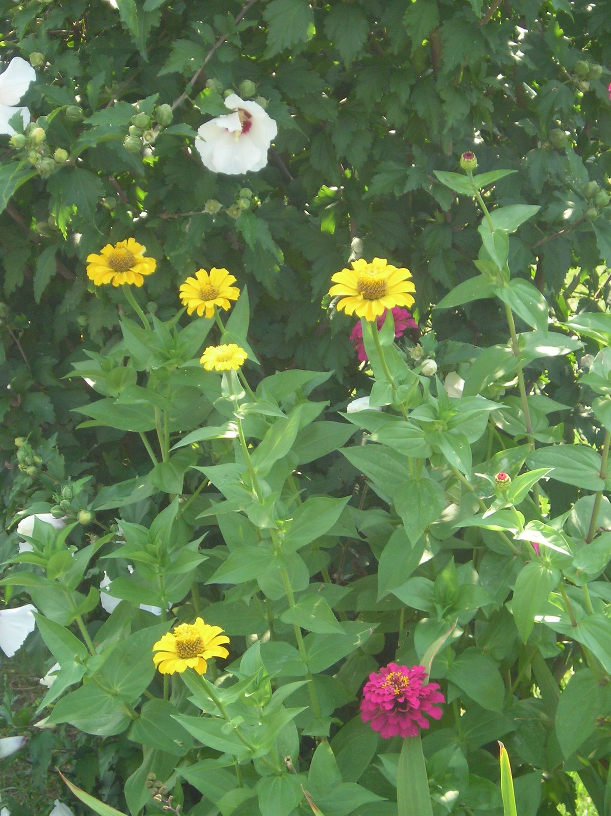 [mixed+flowers.jpg]