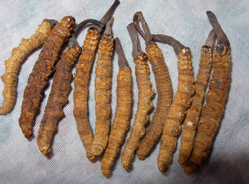 Himalayan Herbs and Climate Change Caterpillar fungus (Cordyceps sinensis)