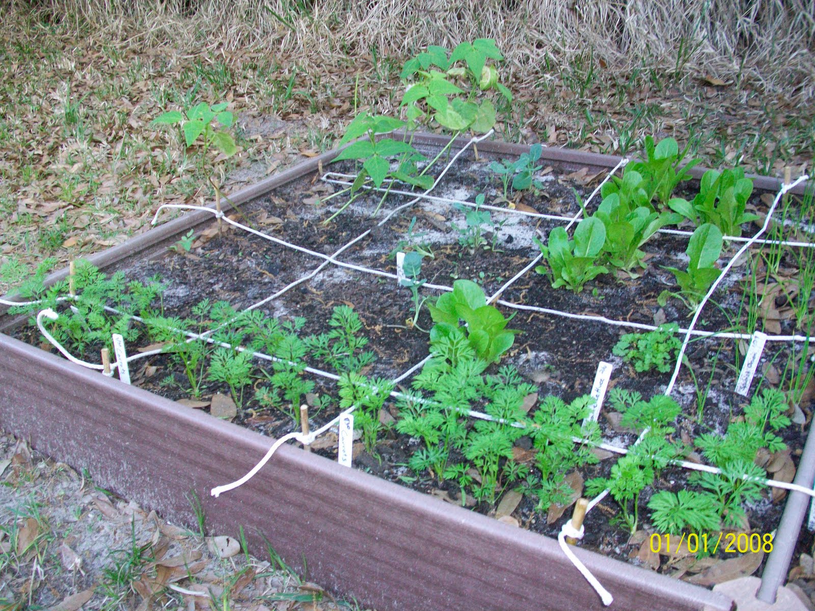 Deeny's Simple Joys My Backyard Vegetable Garden Endeavor Part 4