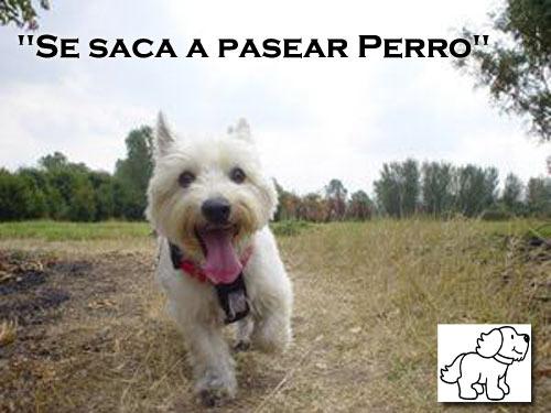 [pasea.jpg]