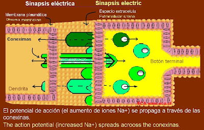Sinapsis Electrica
