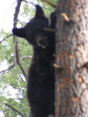 Black Bear