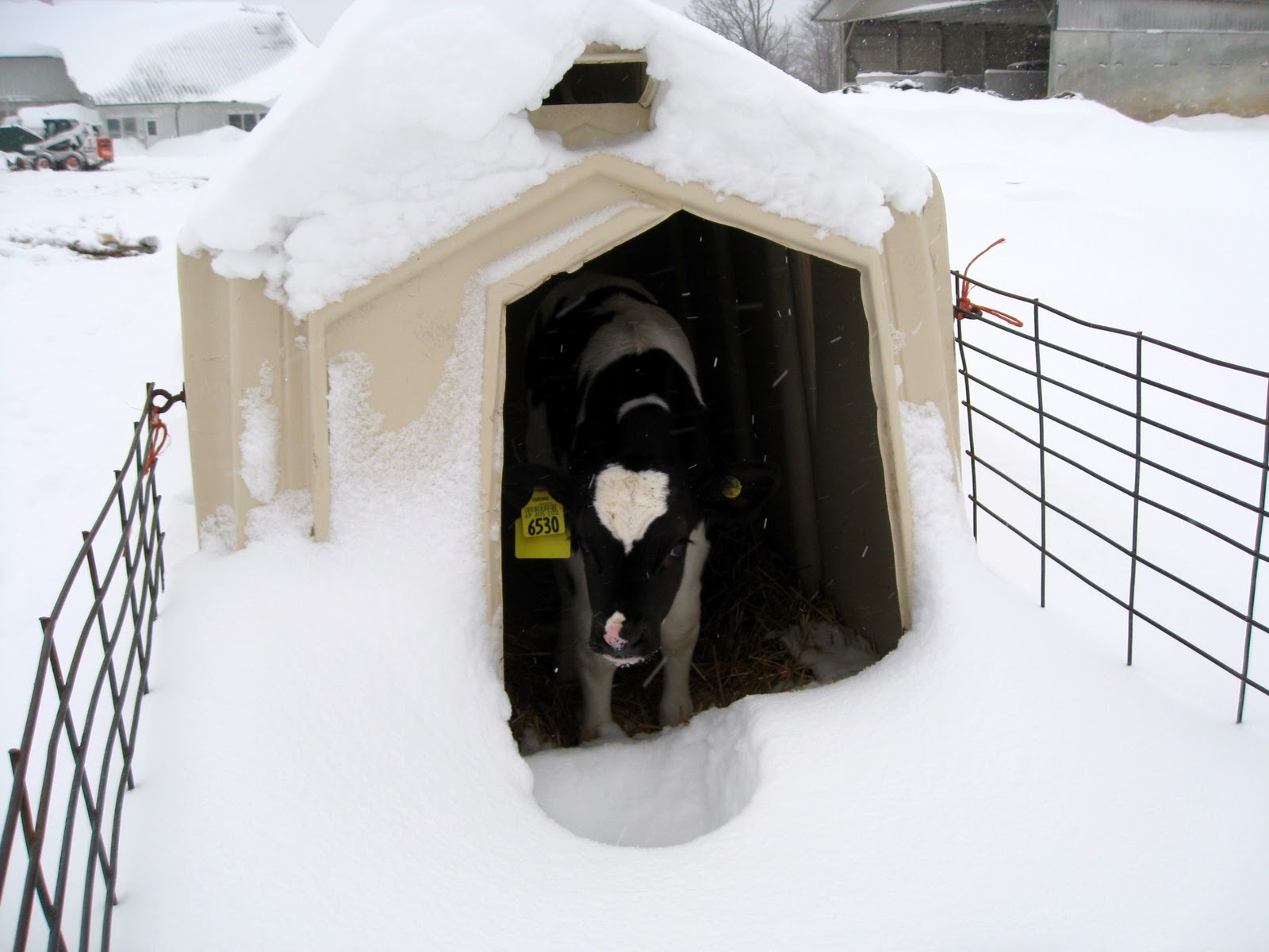 Calf Snow