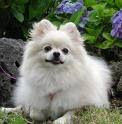 Anjing pomeranian