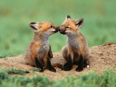Fox Twins