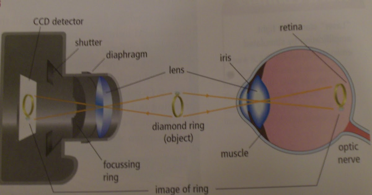 Learn Science 8 ^.*''' Cameras Have Similarities to Human Eyes