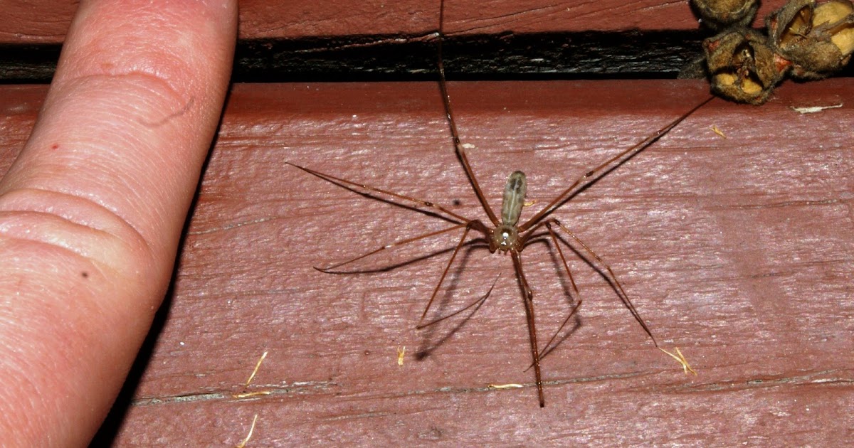 Augsburg BioLOG New Zealand Spiders!