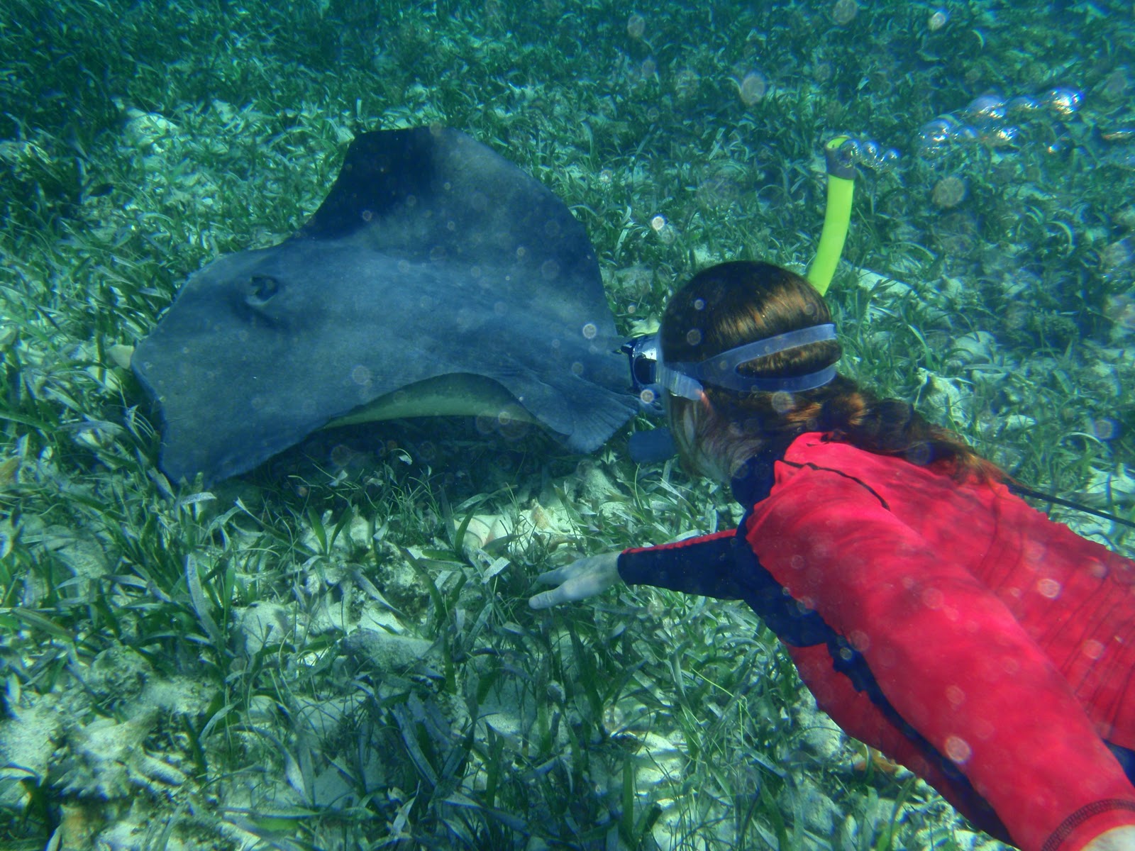 NEC Belize Spotlight Rays